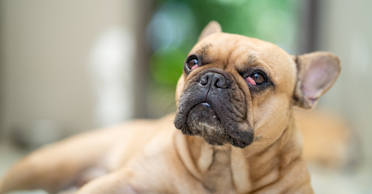 Cherry Eye – What Is It and When to Seek Veterinary Care